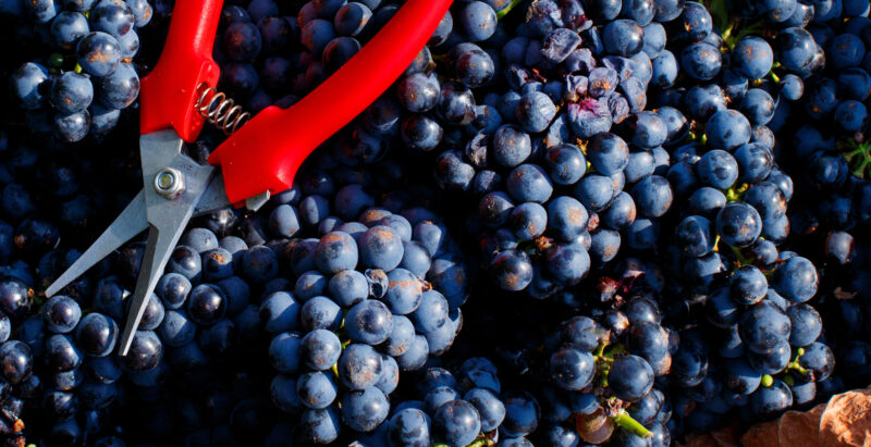 cuando vendimiar vino