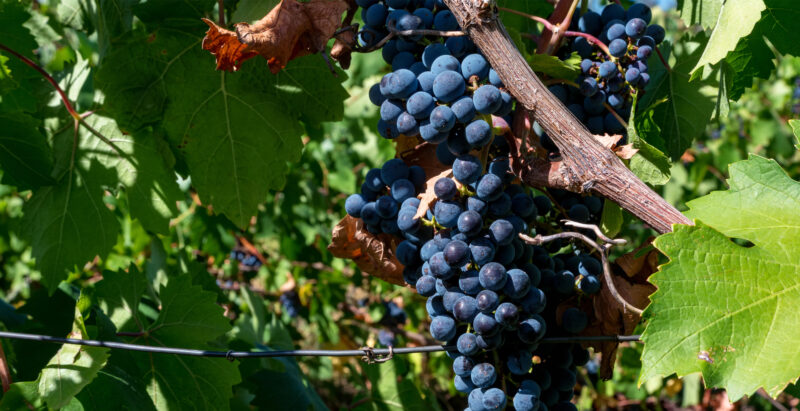 diferencias vinos ecologicos veganos