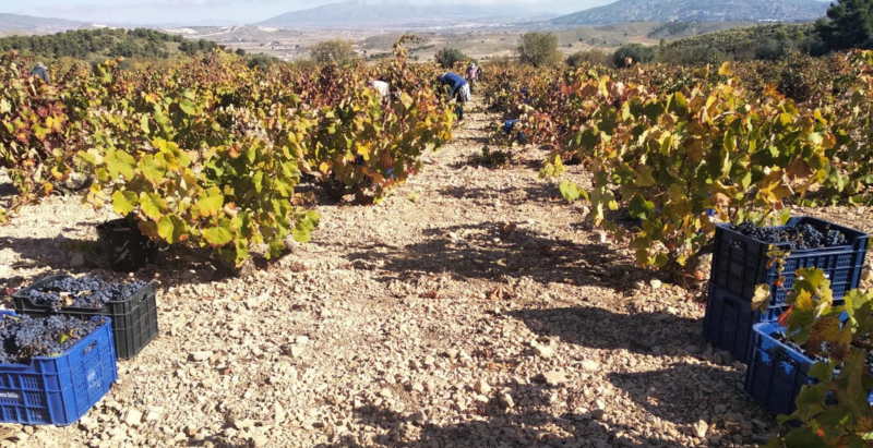 vino fondillon vendimia monastrell