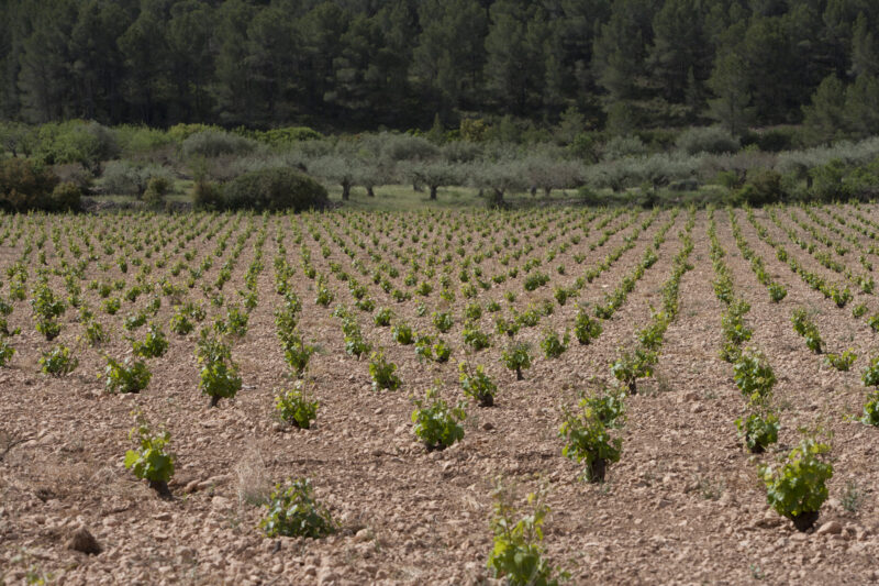 Viñedos de Monastrell en Bodegas Sierra Salinas, Villena, Alicante